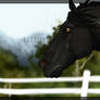 Friesian Banner