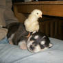A chick and a puppy