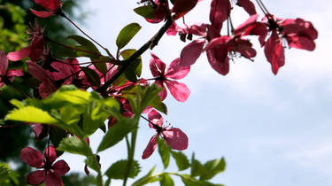 Flower Tree 2