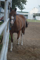 Chestnut horse