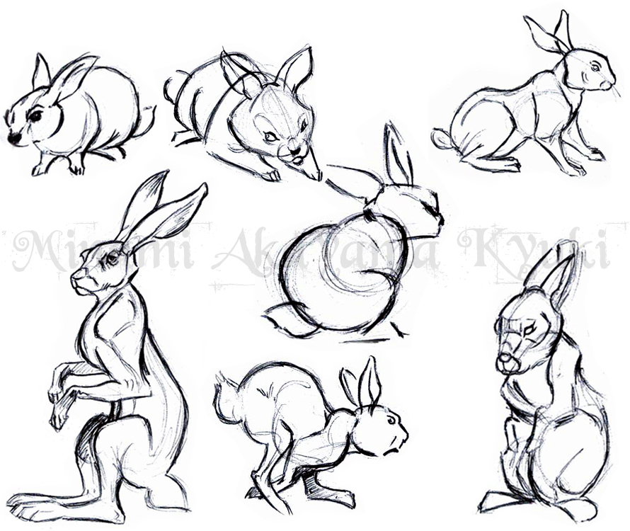 Animal Studies . Rabbits by Sorren-Chan on DeviantArt