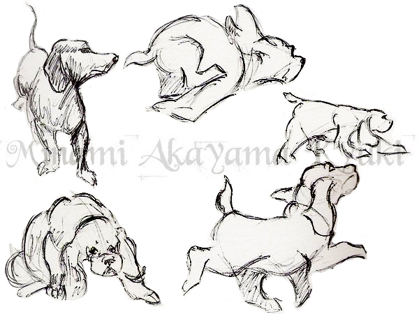 Animal Studies . Dogs 1