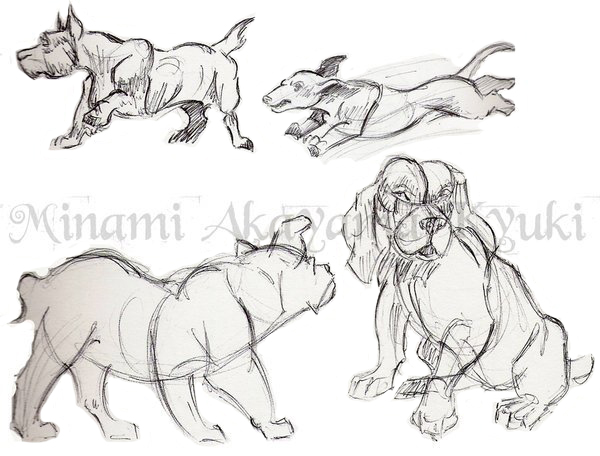 Animal Studies . Dogs 2