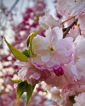 Flower Season in Korea