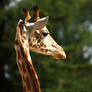 Girafe