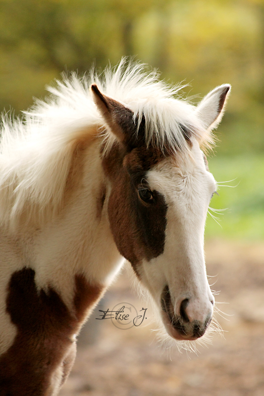 Foal Paint Horse