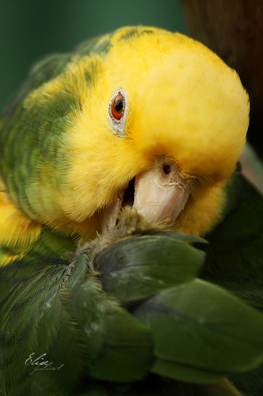 Amazona ochrocephala