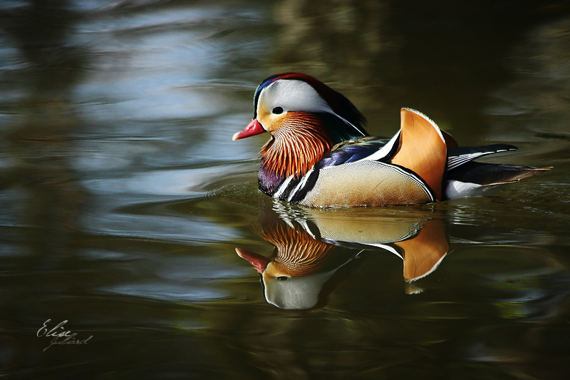 Canard Mandarin