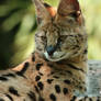 Serval