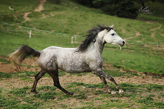 Ramsesse Arabian Horse