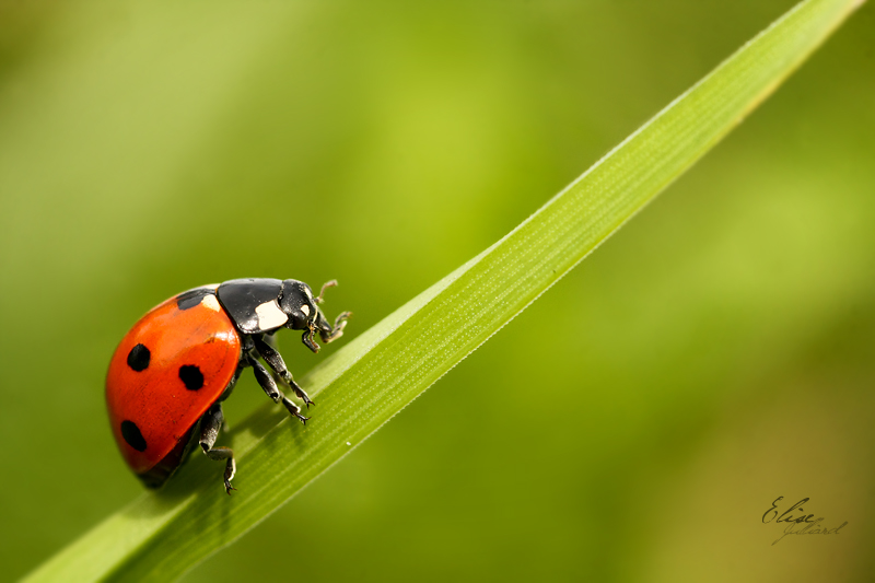 Coccinellidae