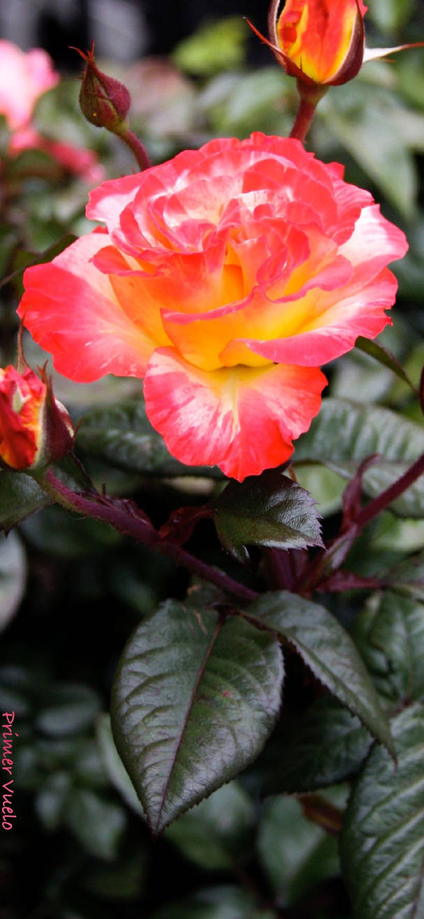 Roses Reverse Color Reverse Rose iPhone Wallpaper by PrimerVuelo on DeviantArt