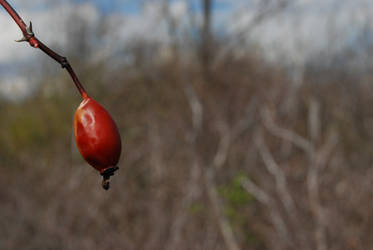 Ruby Red Berry