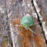 Green Shield bug