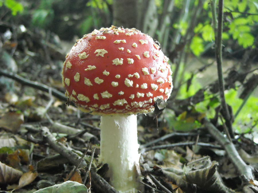 fly agaric