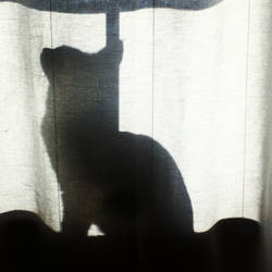 Taffy's Silhouette