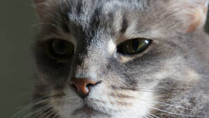 I Ar Not Amused..