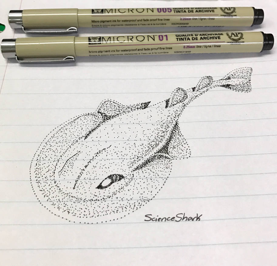 Electric Ray Sketch by ScienceShark12 on DeviantArt