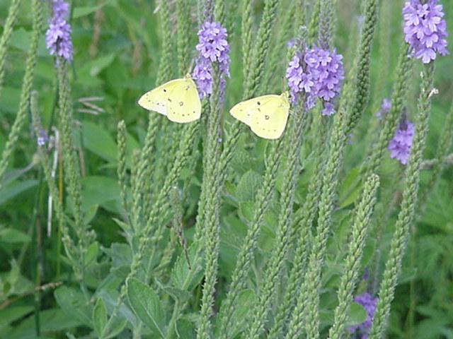 Twin Yellow Butterflies