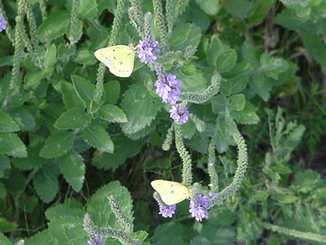 Twin Butterflies Staggered