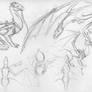Dragon Sketches 2
