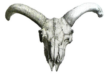 Animal Skull