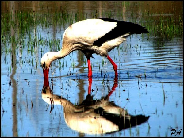 stork