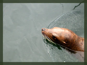 the seal II