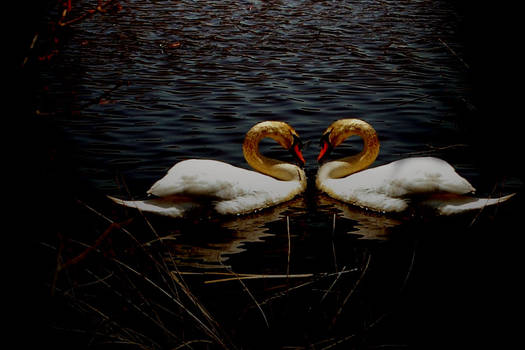 Swan Lake Love