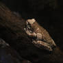 The Milk Frog (or Toad)