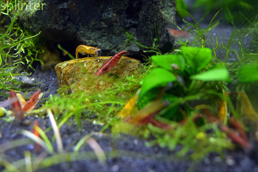 Orange sakura shrimp + cherry shrimp