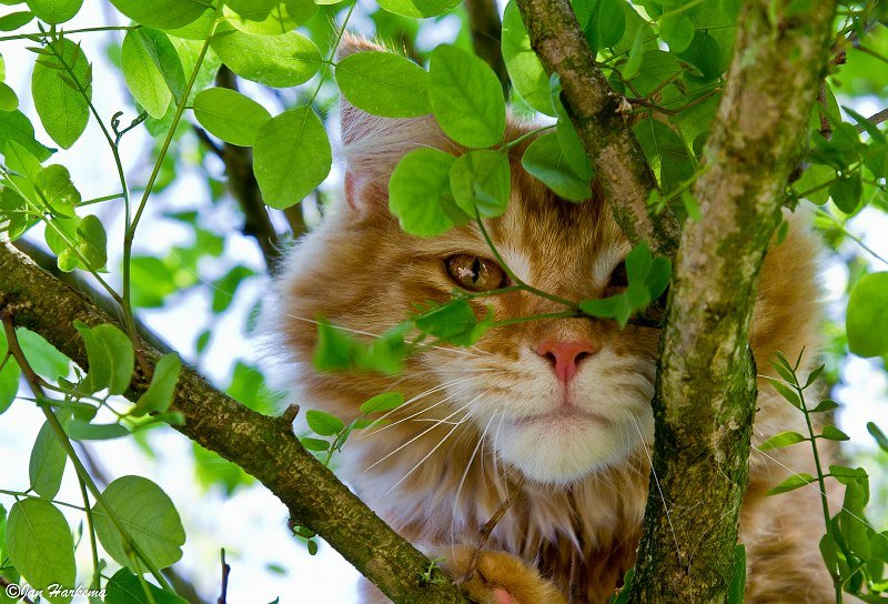 In a tree