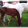 Princess and foal