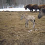 Konik Foal