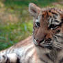 Tiger Cubs 4- Tongue