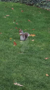 Penn State Squirrel