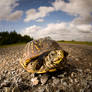 A Turtle's View