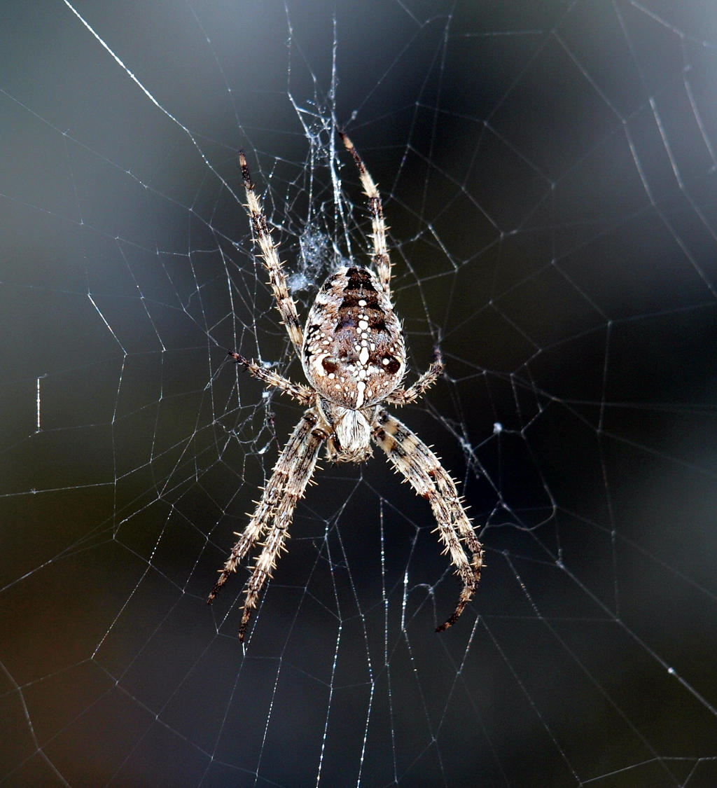 spider 2 Macro