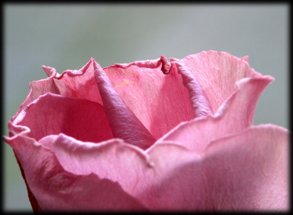 Macro with TAIR 11A and bellow