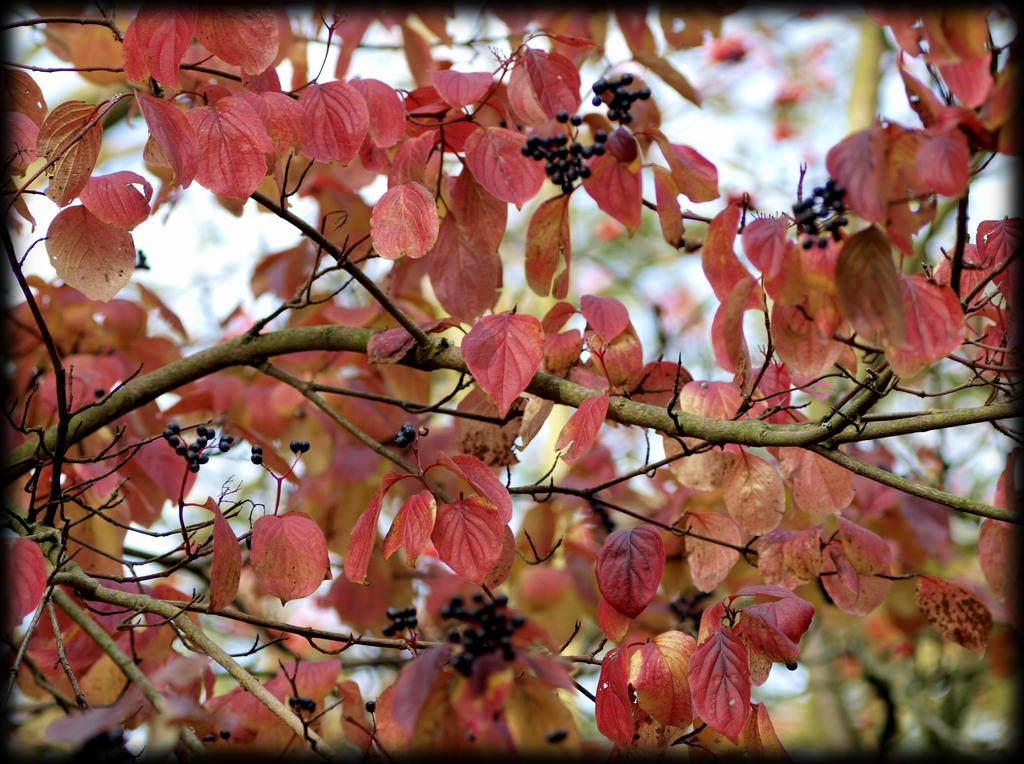 Autumn colours