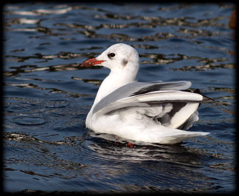 beauty of a seagull