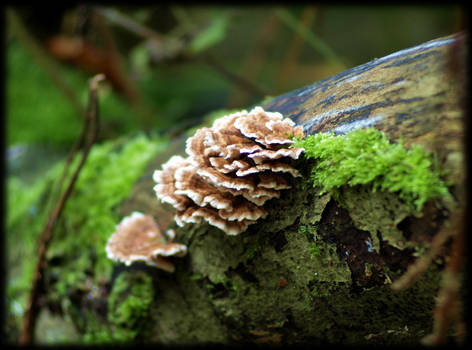 fungus on fallen tree