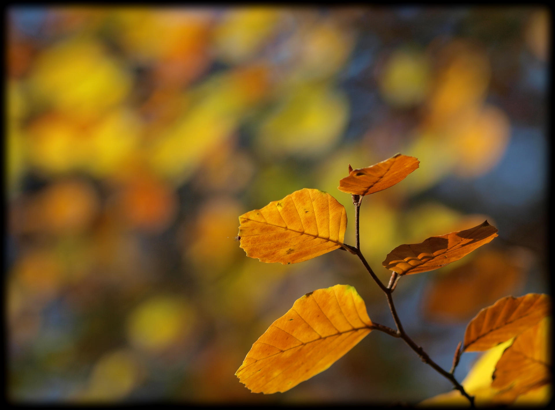 Unsharp autumn background