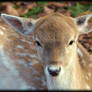 Fallow deer by Tair 3A