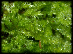 Micro macro Moss