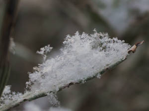 Snow crystals II