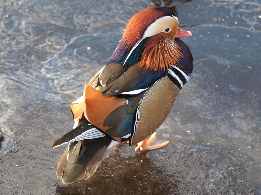 picture Walking Duck Wallpaper Live Photo deviantart