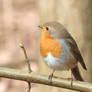 Erithacus rubecula