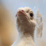 white peacock portrait