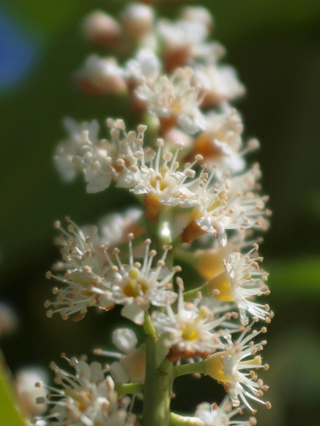 Volna Macro at F2point8 by pagan-live-style on DeviantArt